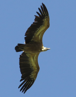 Griffon vulture