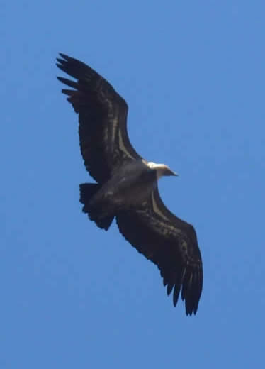 griffon vulture