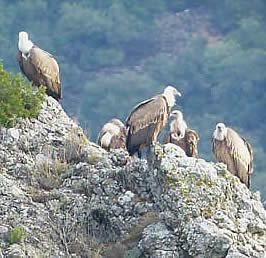 griffon vultures