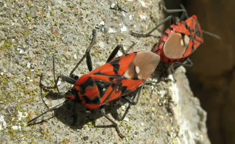 red and black beetle insect