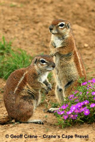 ground squirrels