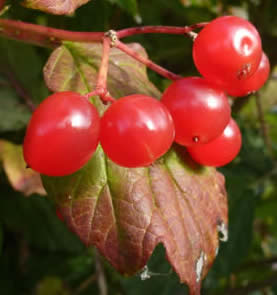 guelder rose berries