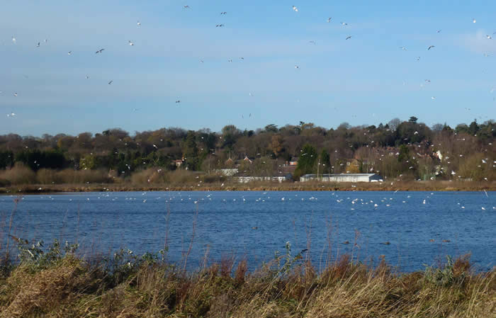 gulls over the gravel pit