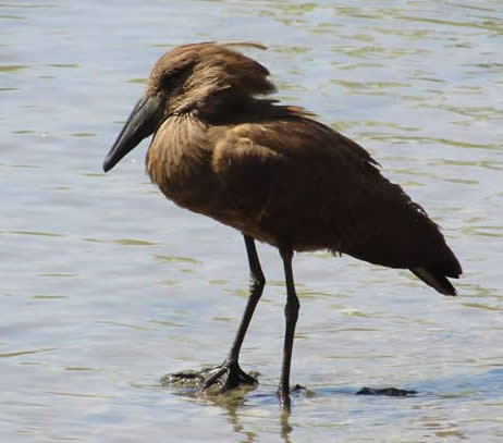 Hamerkop (Brennan Aunger)