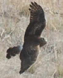 hen harrier