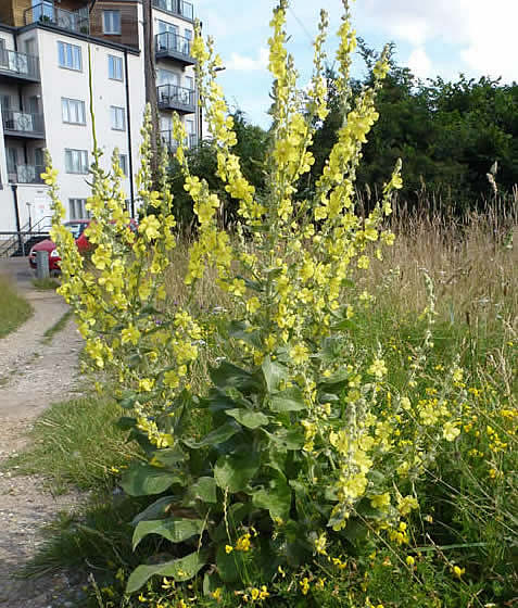 hoary mullein