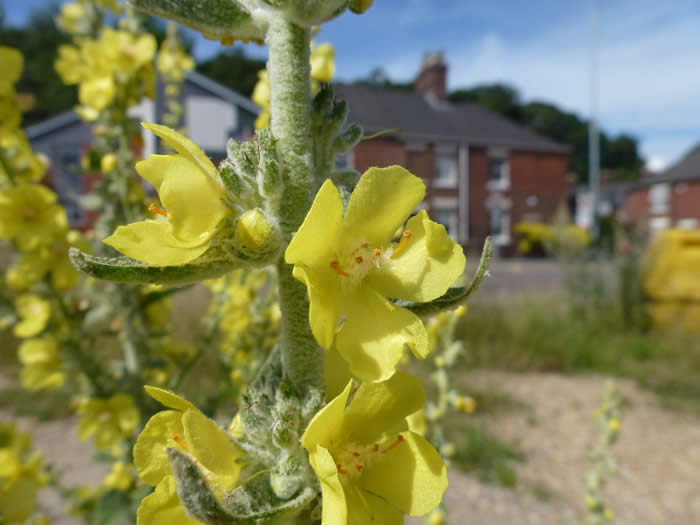 hoary mullein