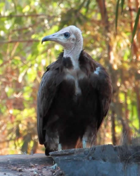 Hooded vulture (Brennan Aunger)