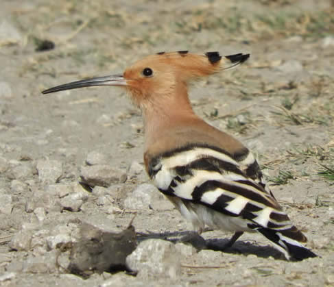 hoopoe at Pego Marshes (Pau Lucio)