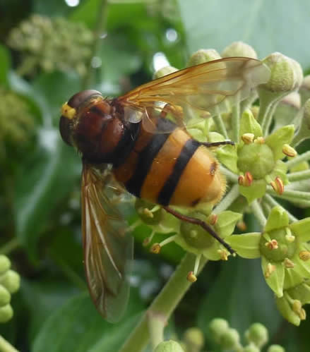 hornet hoverfly