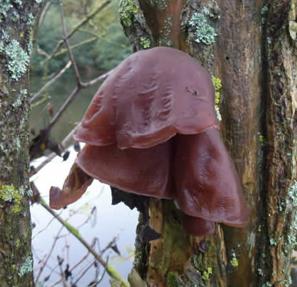 jelly ear