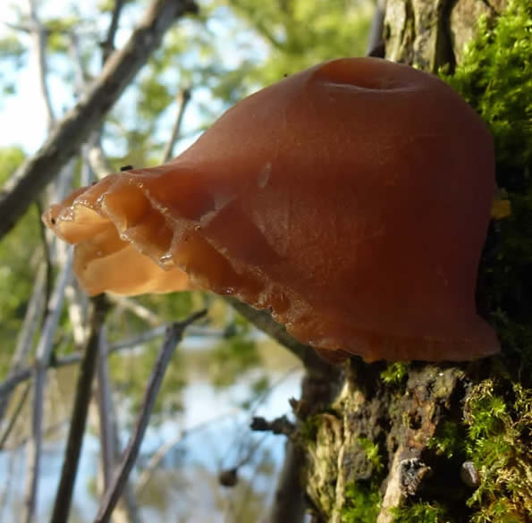 jelly ear fungus