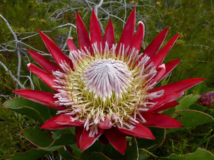 king protea