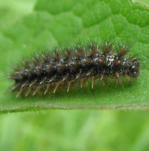 knapweed fritillary caterpillar