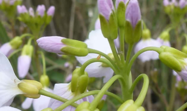 Lady's smock with orange tip egg