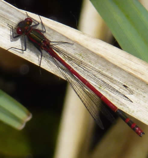 large red damselfly