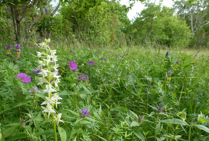 wood-meadow with lesser butterfly orchid