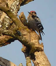 lesser spotted woodpecker