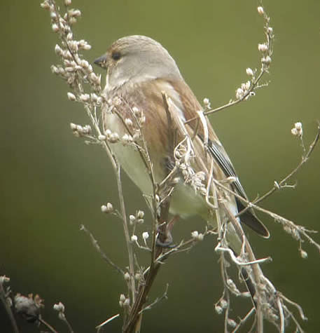 linnet