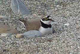 Little ringed plover