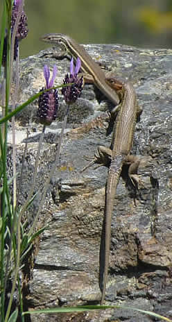 large psammodromus lizards