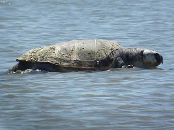 loggerhead turtle