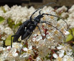 longhorn beetle Cerambyx scopolii