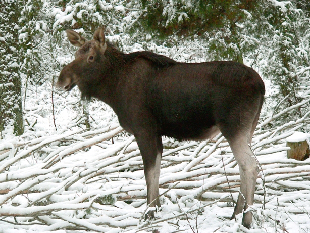 elk