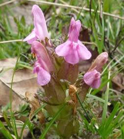 Lousewort