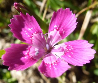 maiden pink