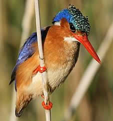 malachite kingfisher