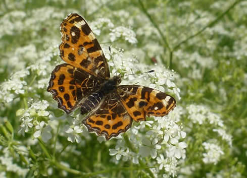 map butterfly, Dordogne