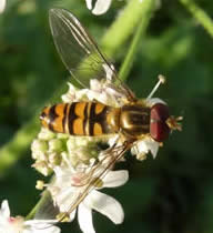 marmalade fly Episyrphus balteatus