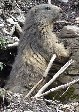 marmot