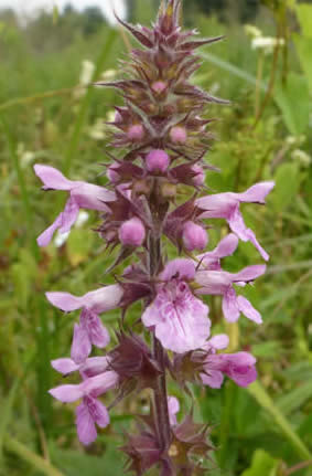 marsh woundwort