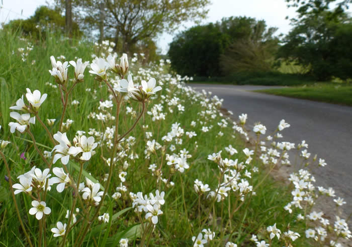 meadow saxifrage