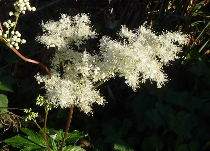 meadowsweet