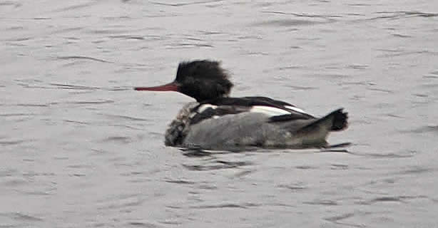 red-breasted merganser (Stuart White)