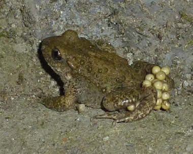 midwife toad