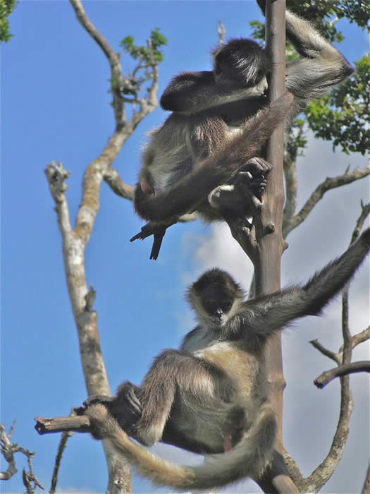 Spider monkeys