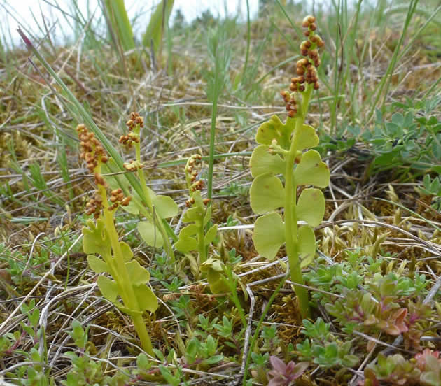 moonwort, Estonia, June 2015