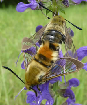 narrow-bordered bee hawkmoths