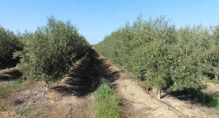 olive plantation, Moheda Alta