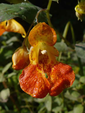 orange balsam