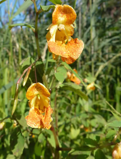 orange balsam