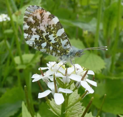 orange tip