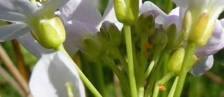 orange-tip eggs on lady's smock