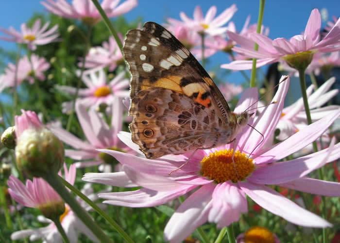 painted lady