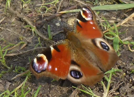 peacock