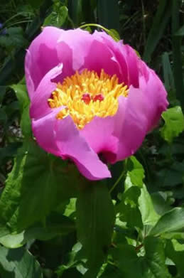 peony